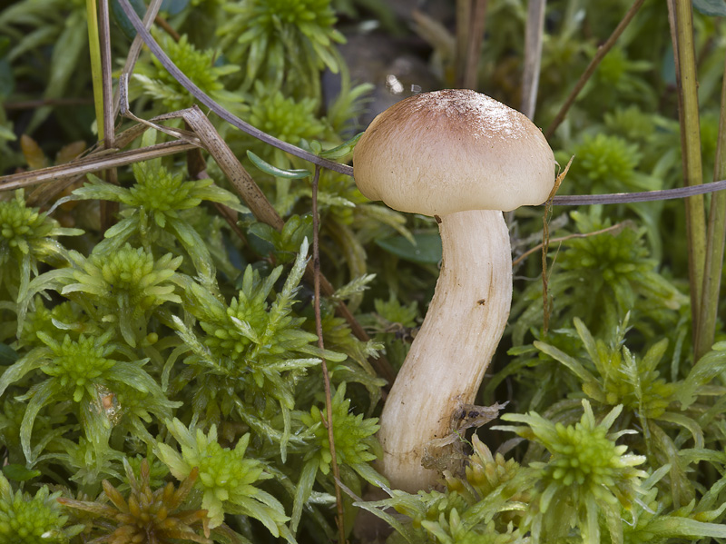 Armillaria ectypa